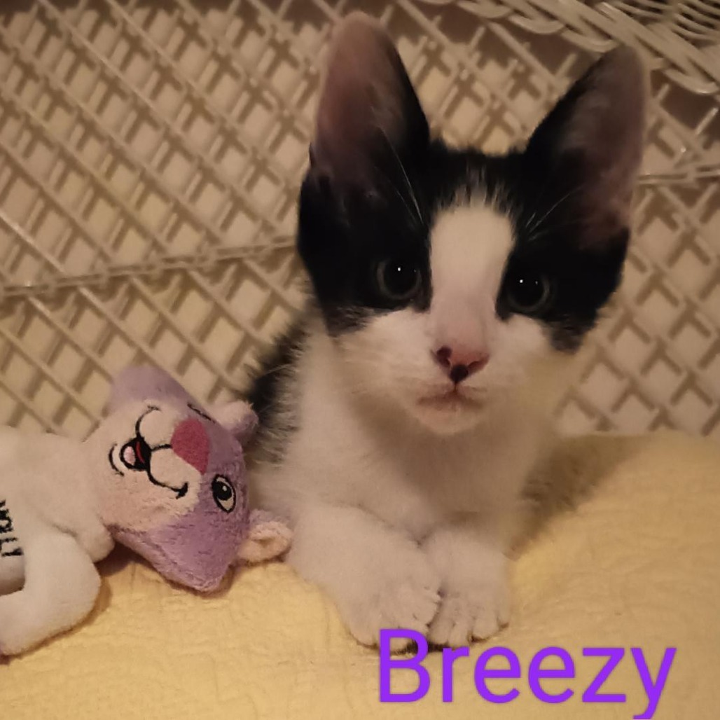Breezy