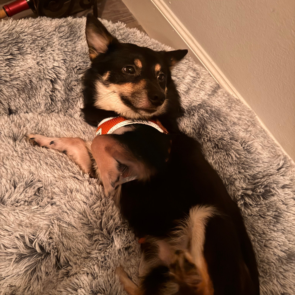 Arlo