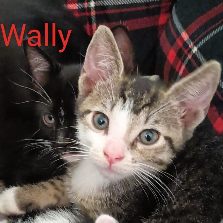Wally