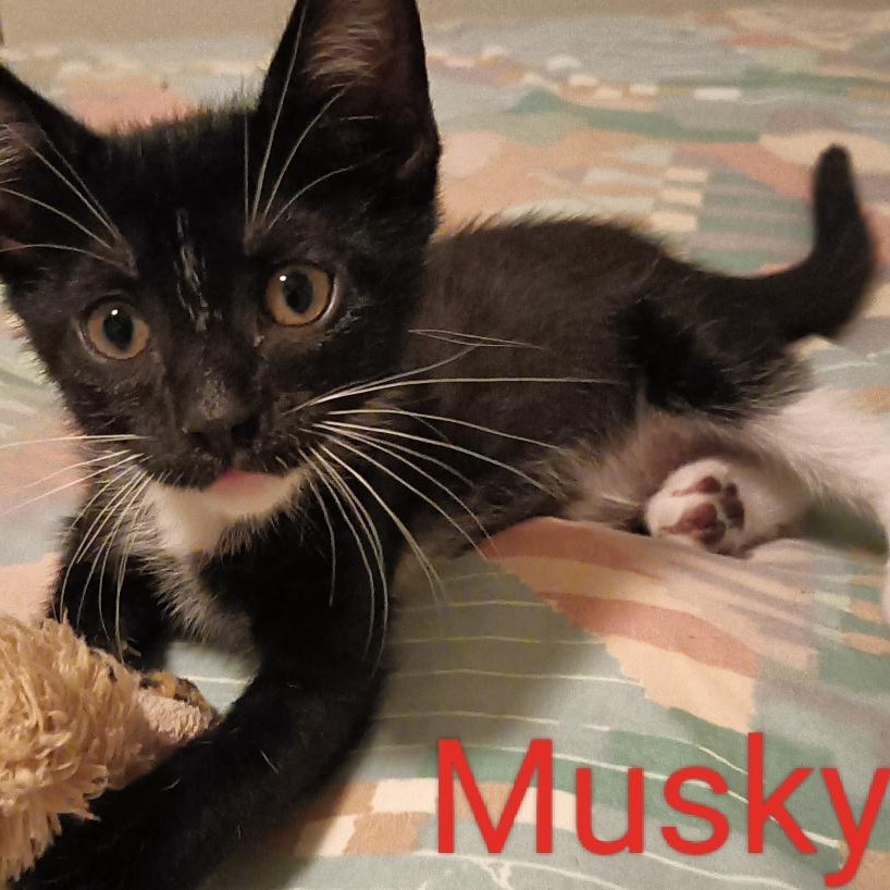 Musky