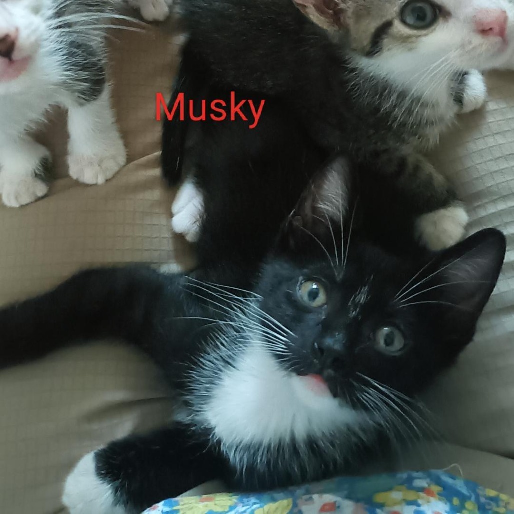 Musky