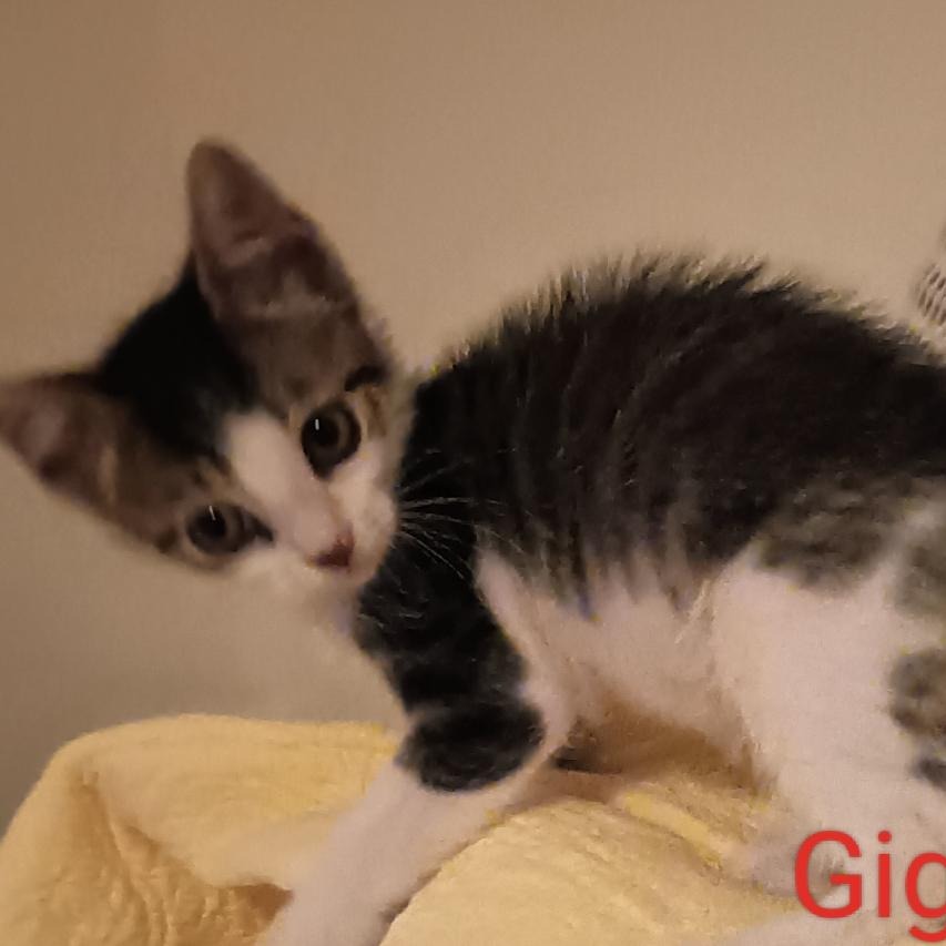 Gigi