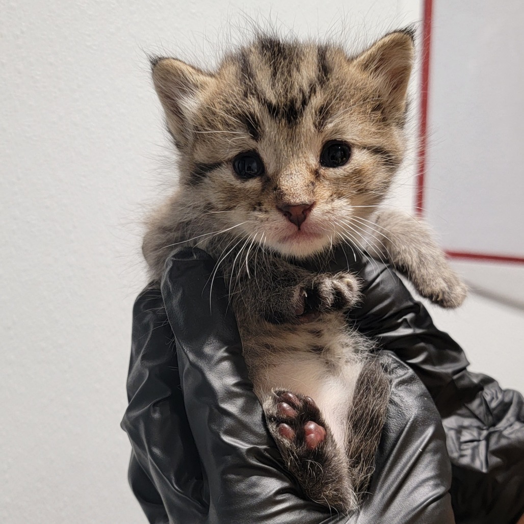 Milly, an adoptable Domestic Short Hair in Abilene, TX, 79602 | Photo Image 1