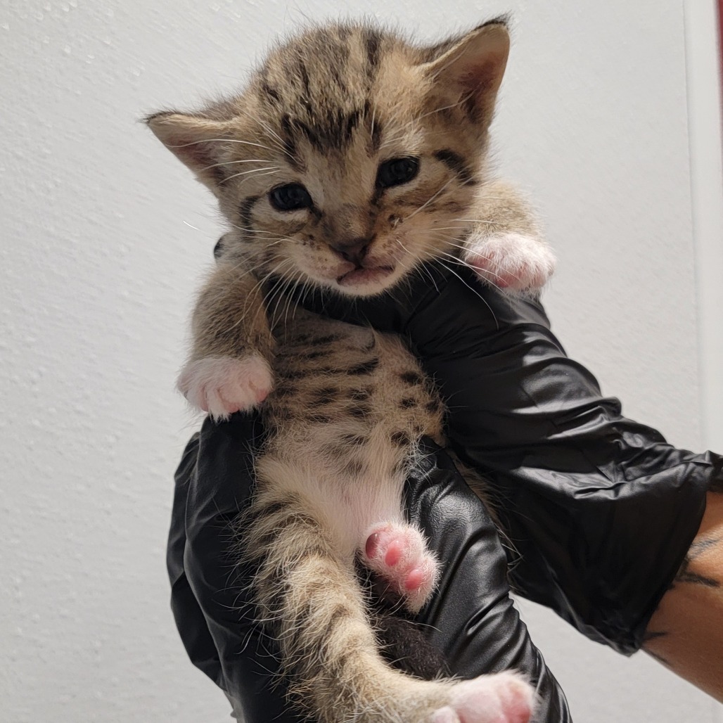 Silly, an adoptable Domestic Short Hair in Abilene, TX, 79602 | Photo Image 1