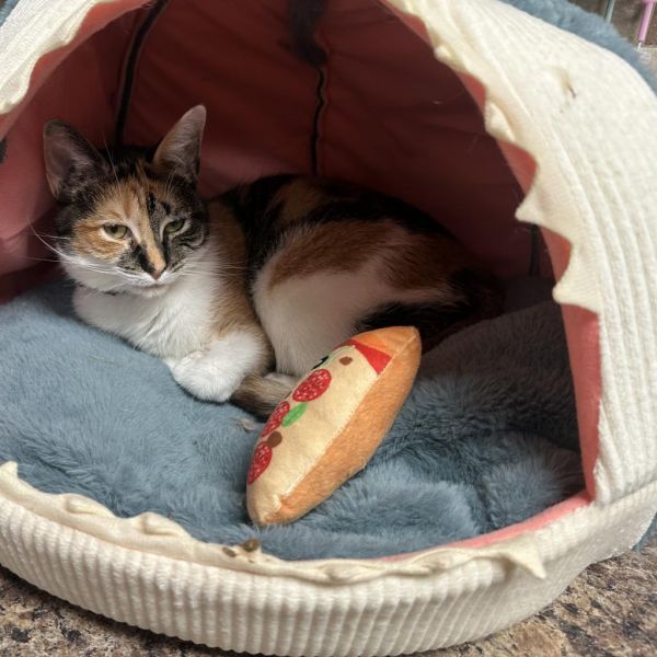 French Fry thumbnail 3