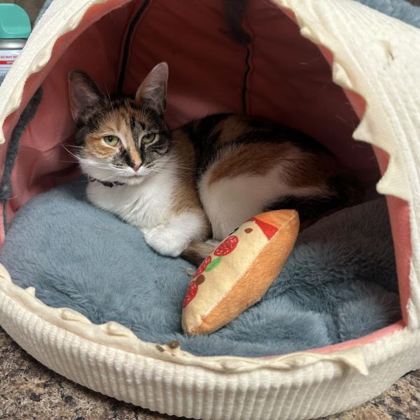 French Fry thumbnail 4