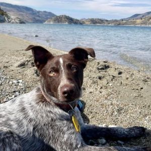 Meet Chucho Chucho is an adorable 3-year-old cattle dog searching for his forever home Hes neuter