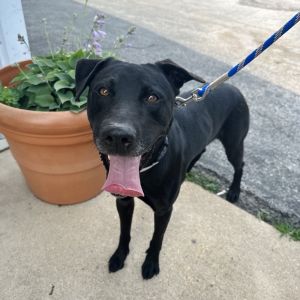 Magnus K14, Adult Male Black Labrador Retriever