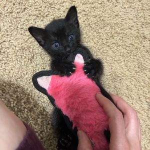 Meet Jillybean - The Devoted Mama When I found Jillybean she weighed just 5-6 lbs - now shes a hea