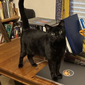 Meet Jillybean - The Devoted Mama When I found Jillybean she weighed just 5-6 lbs - now shes a hea