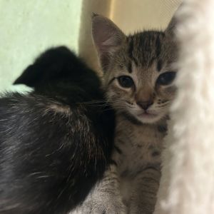 Meet Jillybean - The Devoted Mama When I found Jillybean she weighed just 5-6 lbs - now shes a hea