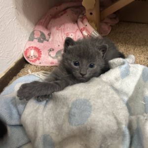 Meet Jillybean - The Devoted Mama When I found Jillybean she weighed just 5-6 lbs - now shes a hea