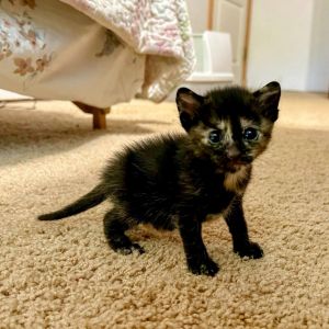 Meet Jillybean - The Devoted Mama When I found Jillybean she weighed just 5-6 lbs - now shes a hea
