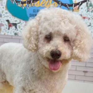 Fernanda 12269 Poodle Dog