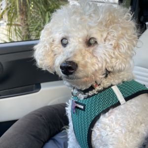 This graceful blonde poodle twirls through life with elegance and passion with her curly coat flowi