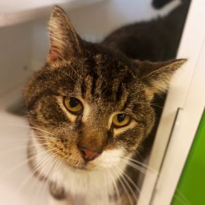 Mickey is on site at our adoption center in SoHo Mickey is a nine-year-old male He cant give you 