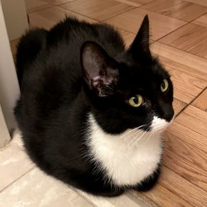 Charm is currently in foster care and ready for adoption via our virtual process Learn more about h