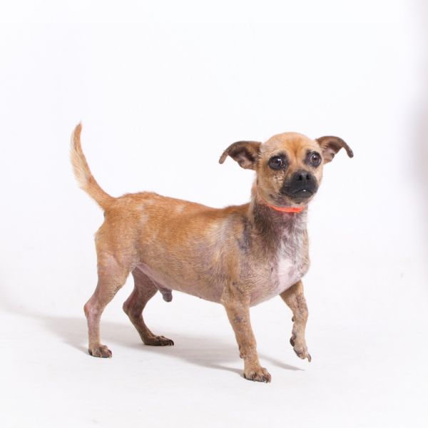 Pet Image