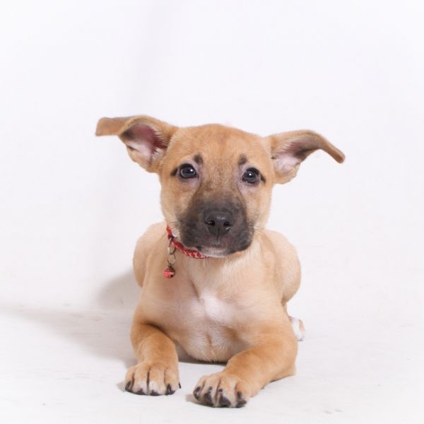 Pet Image