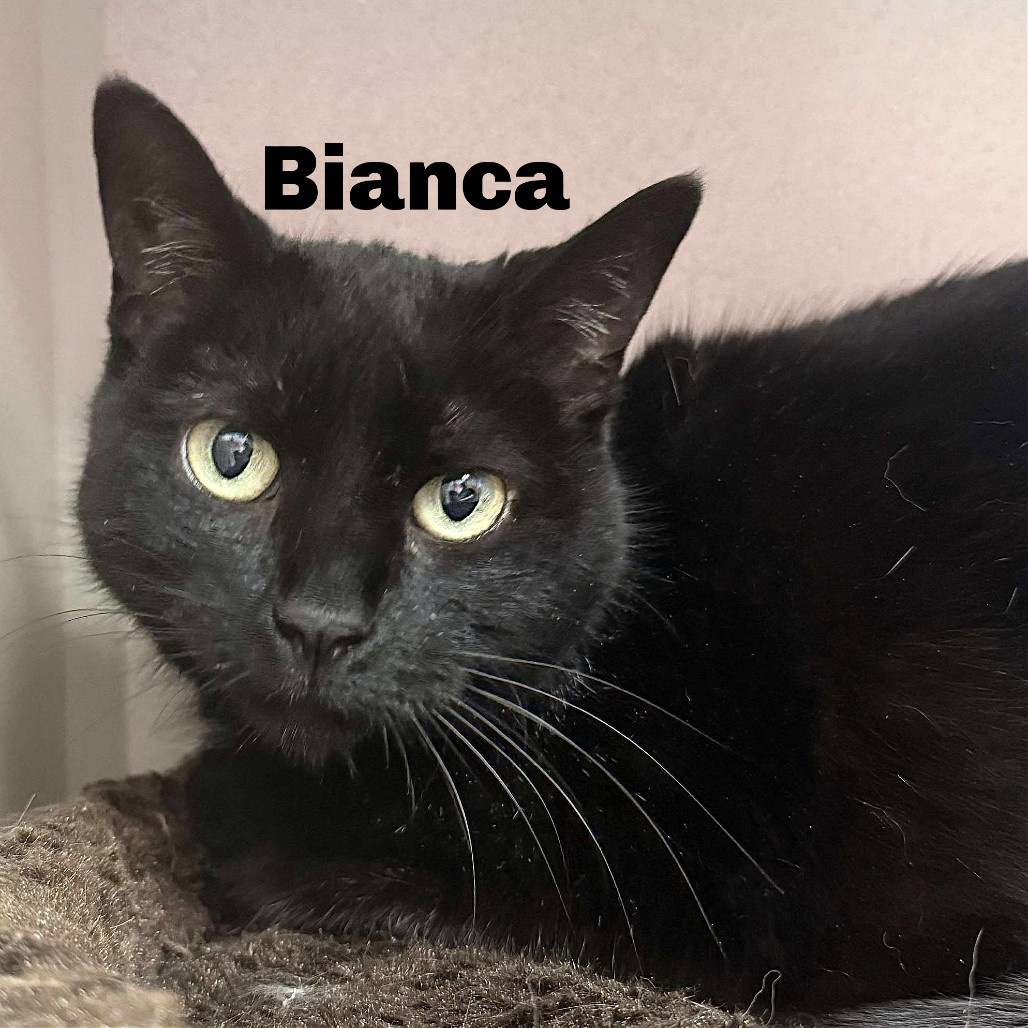 Bianca 250326