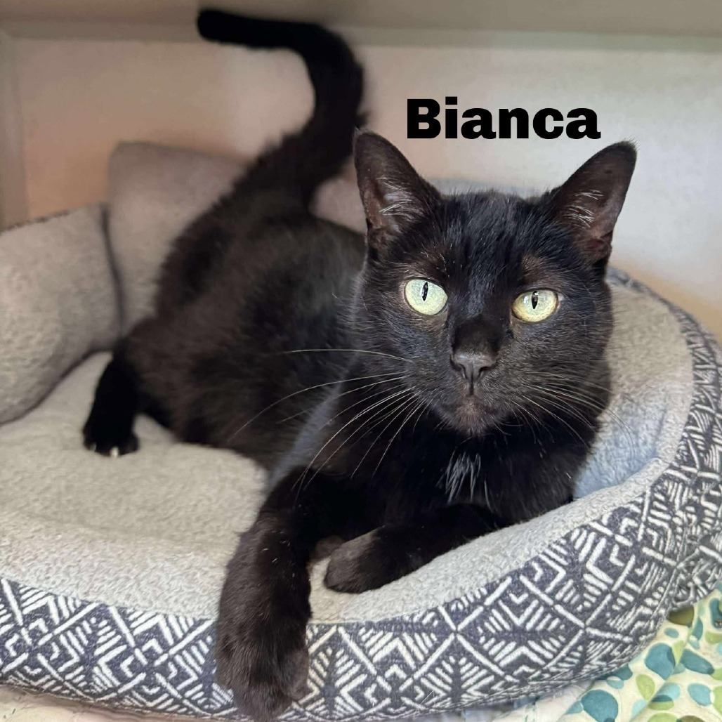 Bianca 250326, an adoptable Domestic Short Hair in Escanaba, MI, 49829 | Photo Image 1