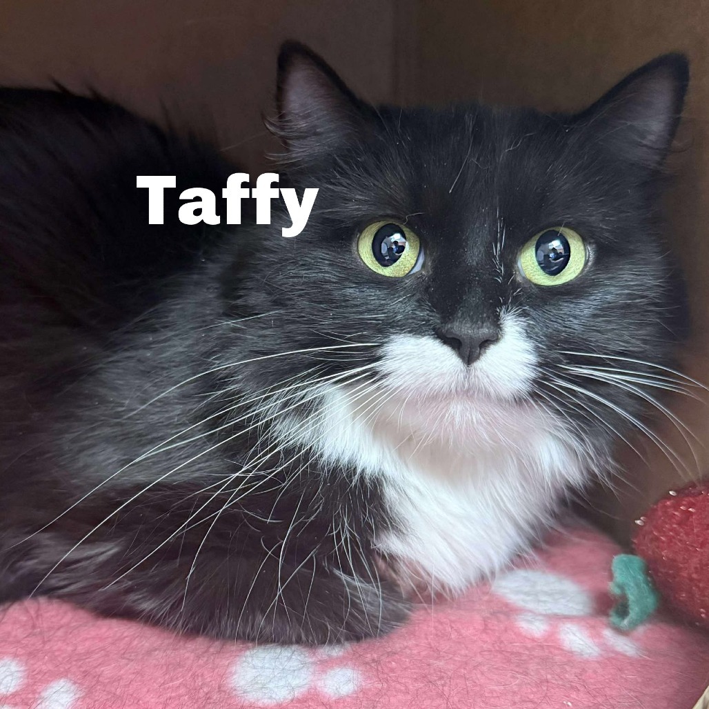 Taffy 250269