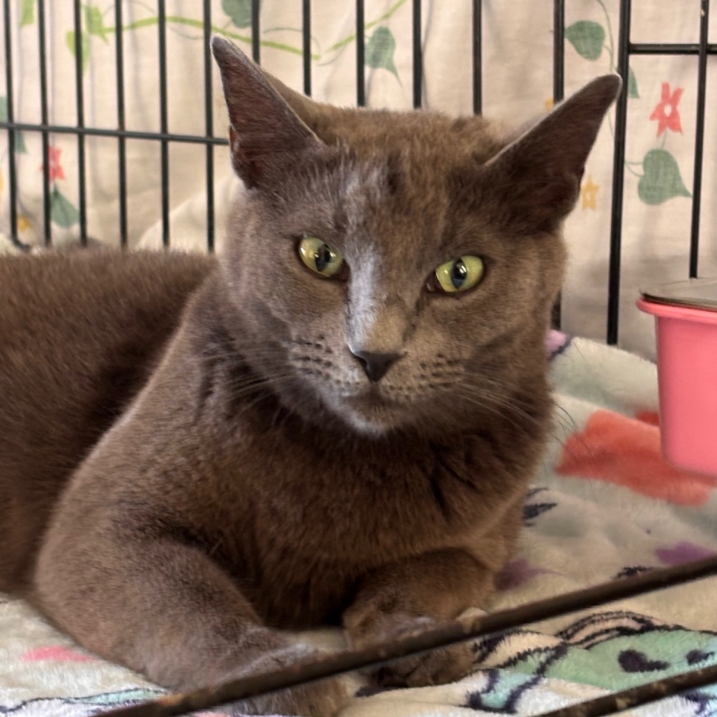 Rosemary, an adoptable Domestic Short Hair in Midland, TX, 79701 | Photo Image 1
