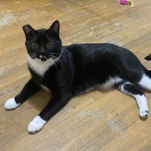 Delta is a charmingly complex feline with a spirited personality While he may vocalize his disconte