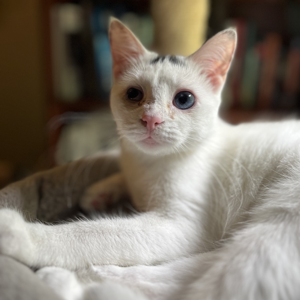 Lady T - IN FOSTER