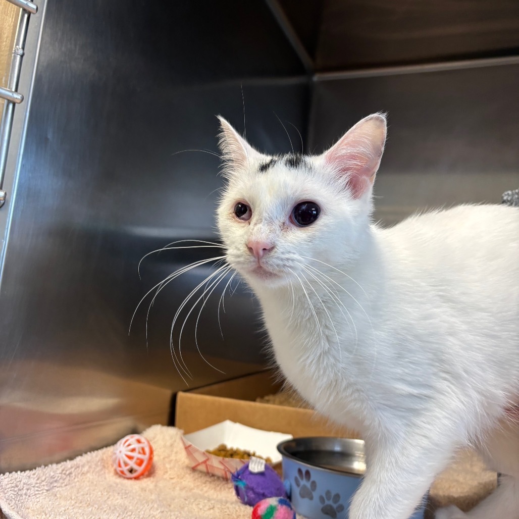 Lady T - IN FOSTER