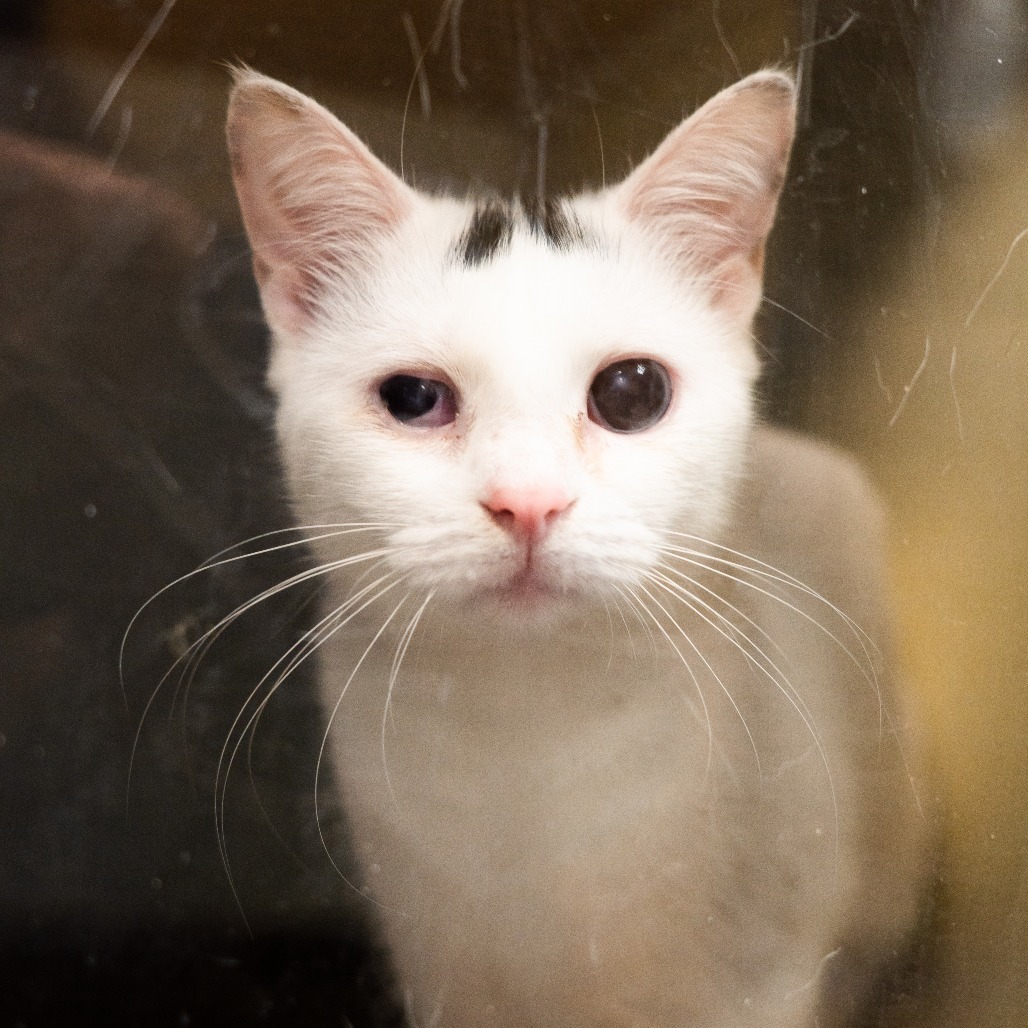 Lady T - IN FOSTER