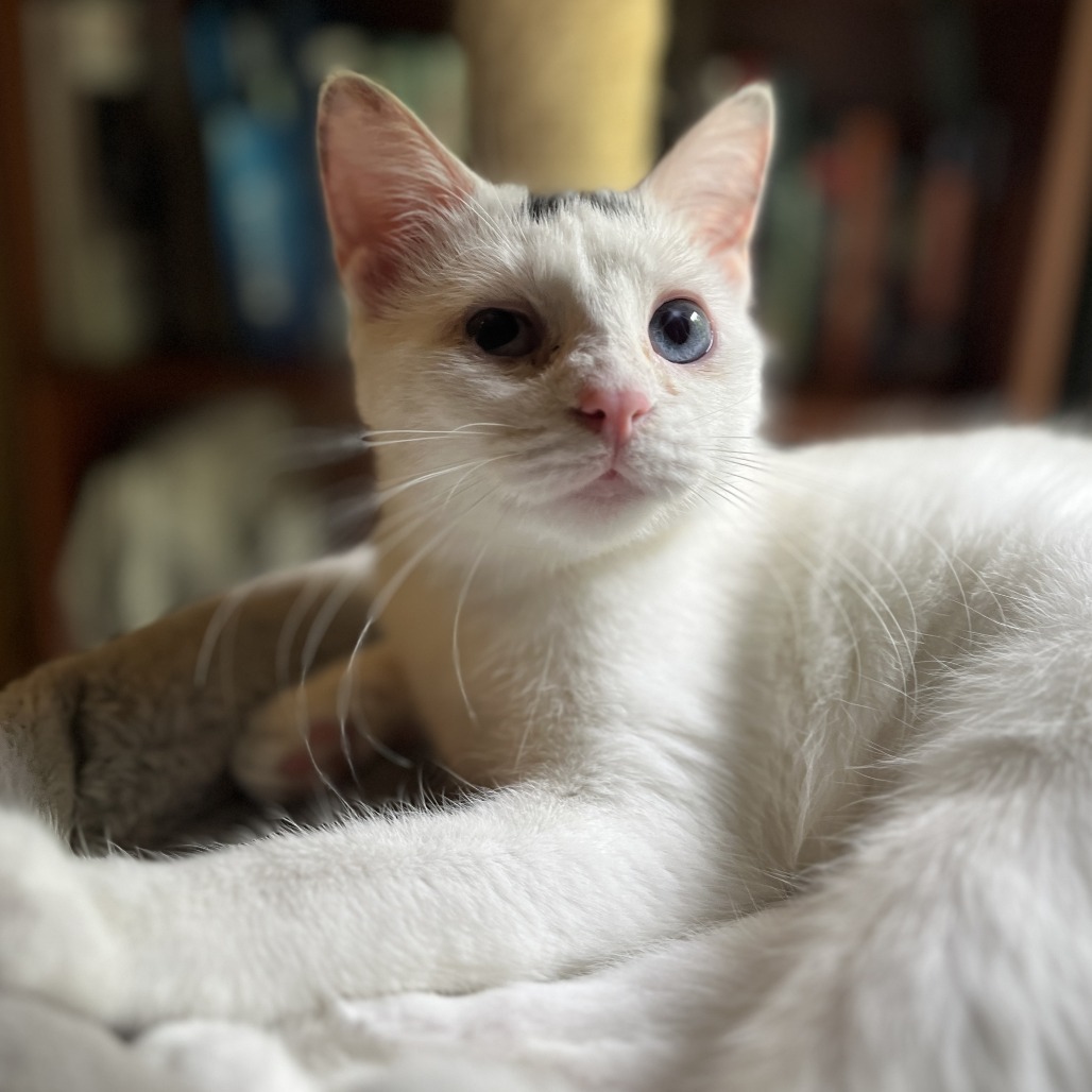 Lady T - IN FOSTER