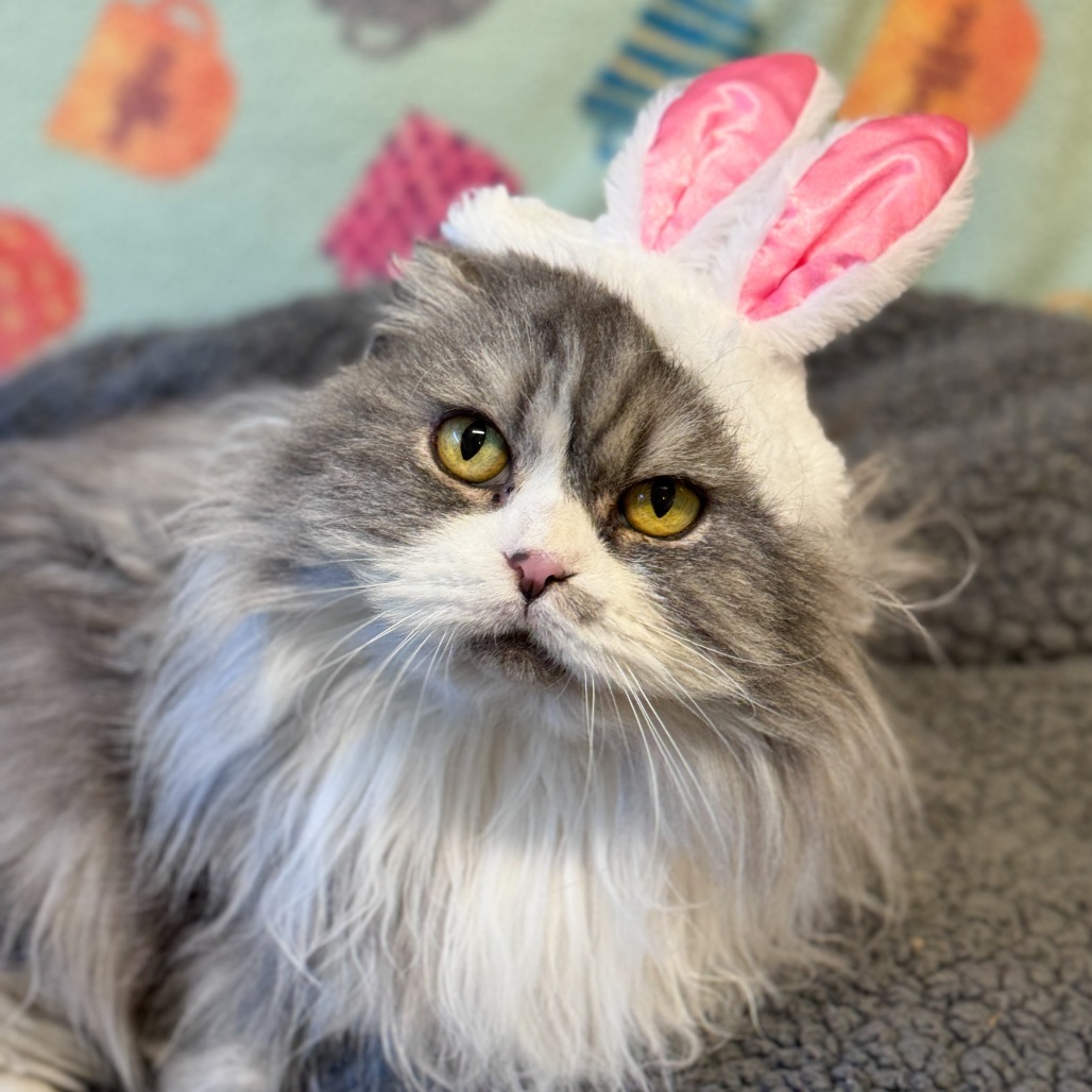 Bunny