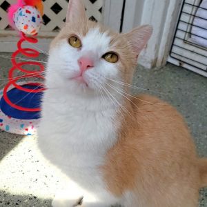 Harlow, Adult Female Domestic Short Hair