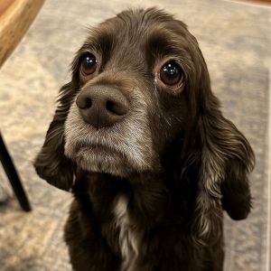Shasta English Cocker Spaniel Dog