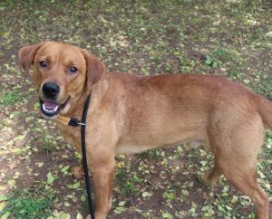 Potter, Young Male Labrador Retriever