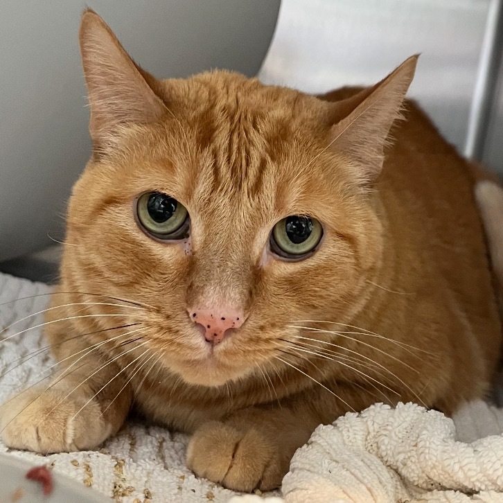 Gary, an adoptable Domestic Short Hair in Park City, UT, 84098 | Photo Image 1