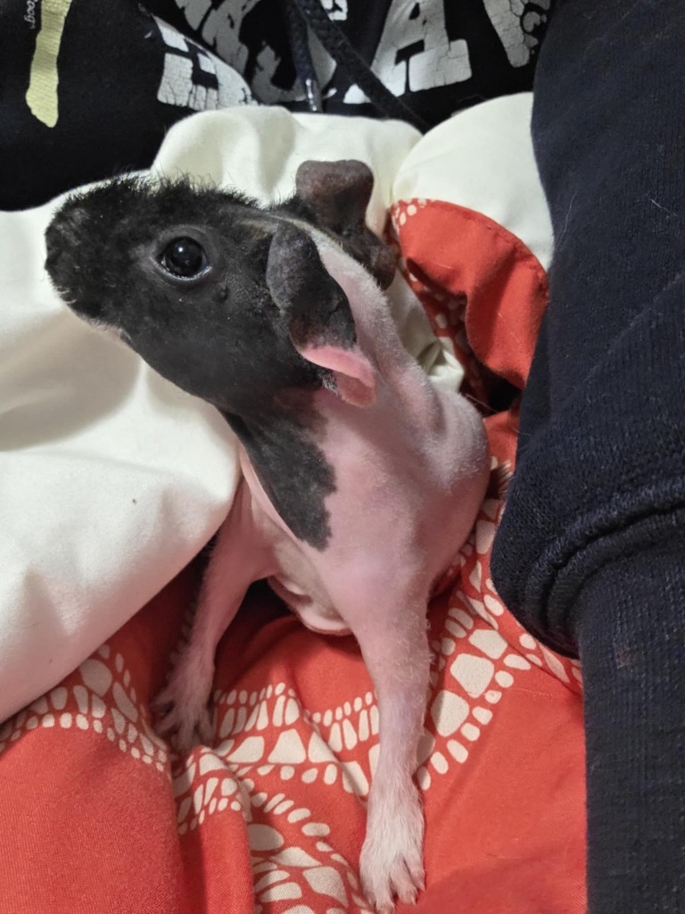 Piglet-in foster