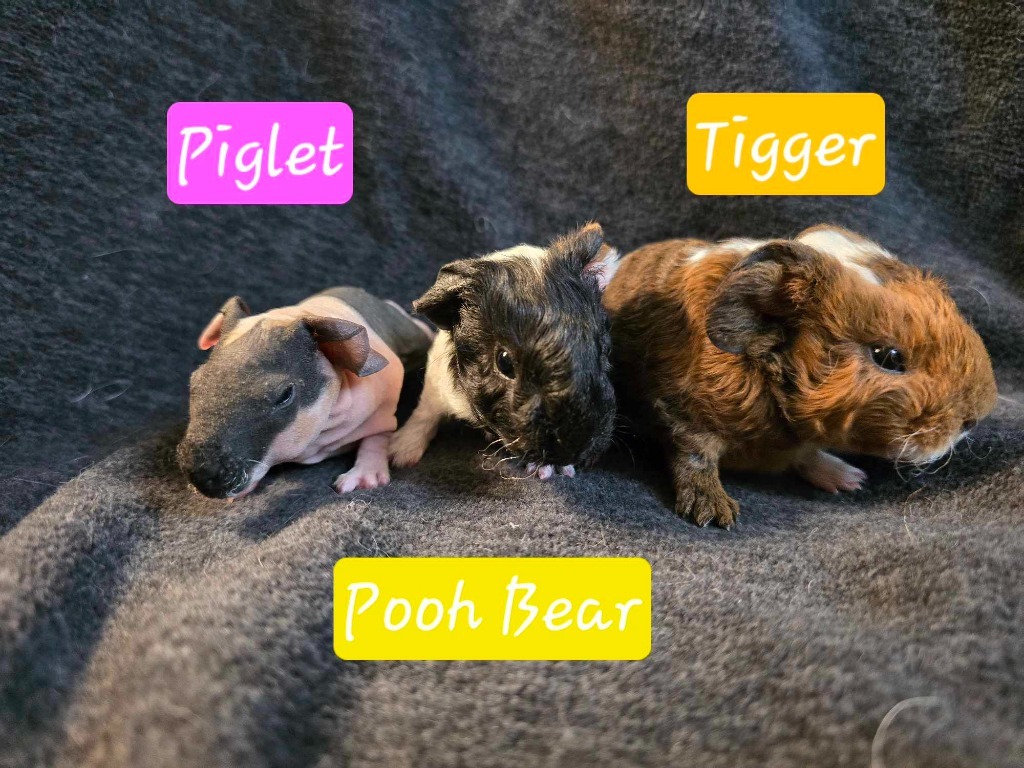 Piglet-in foster