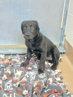 Pup Tart
