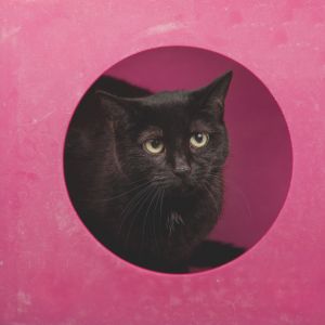 Duke of Earl 54617, Senior Female Domestic Short Hair