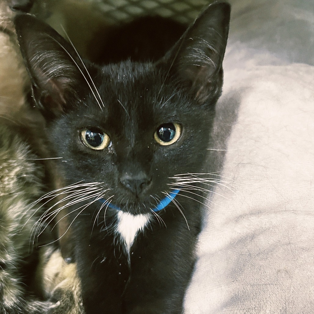 Quill, an adoptable Domestic Short Hair in Guaynabo, PR, 00969 | Photo Image 1
