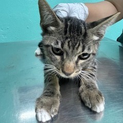 Vesper, an adoptable Domestic Short Hair in Guaynabo, PR, 00969 | Photo Image 1