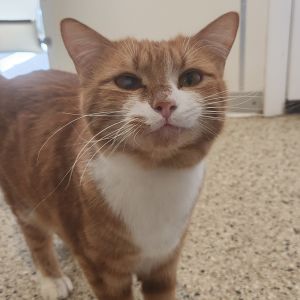Carnegie, Young Male Domestic Short Hair