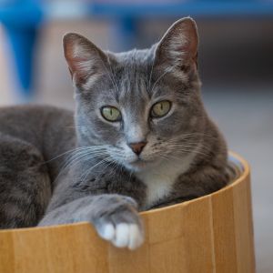 Sayre, Adult Female Domestic Short Hair