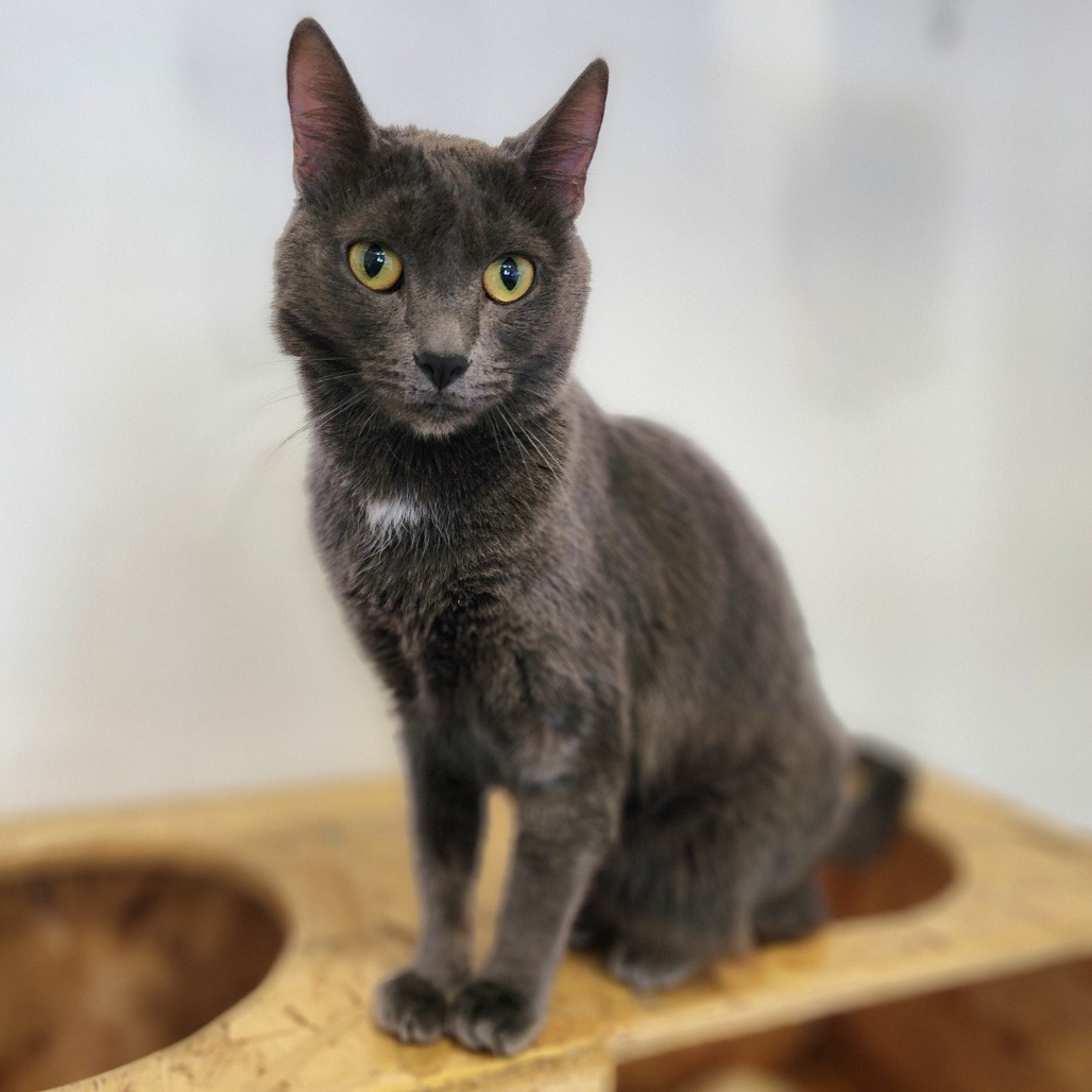 Freya- Chino Hills Location
