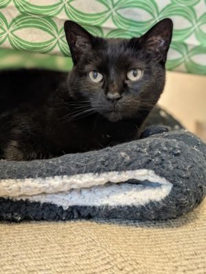 Meet Winnie - The Sweetheart with Purrsonality to Spare Winnie is pure sweetness wrapped in a soft 