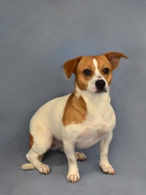 Bash is the perfect companion for anyone looking to add some joy warmth and tail wags to their lif