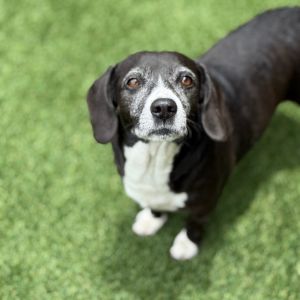 Piper 0454, Adult Female Basset Hound