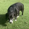 Piper 0454 photo 2